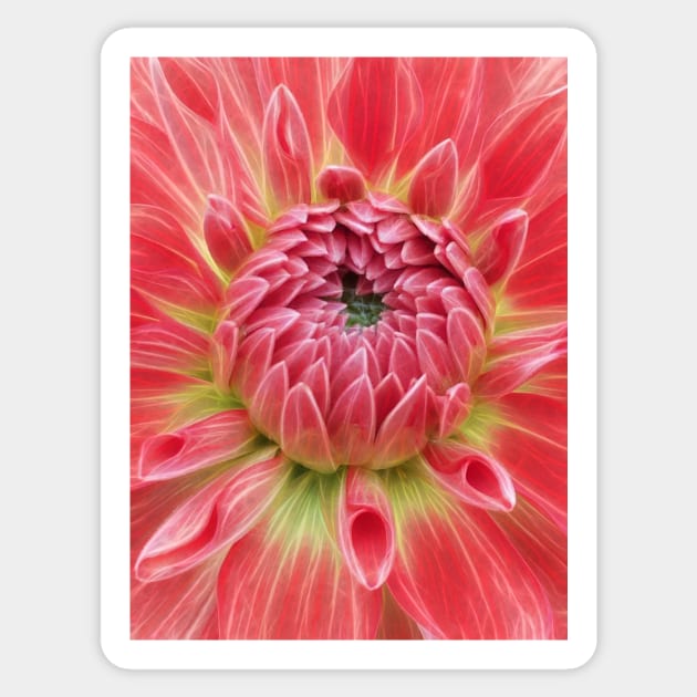 closeup macro photography of bright glowing red dahlia bloom with closed petals over a green coloured center Sticker by mister-john